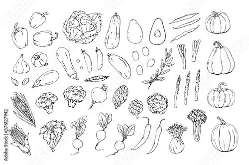 Vegetables is a collection of high-quality hand-drawn line art illustrations.