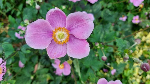Pink flower,blumen