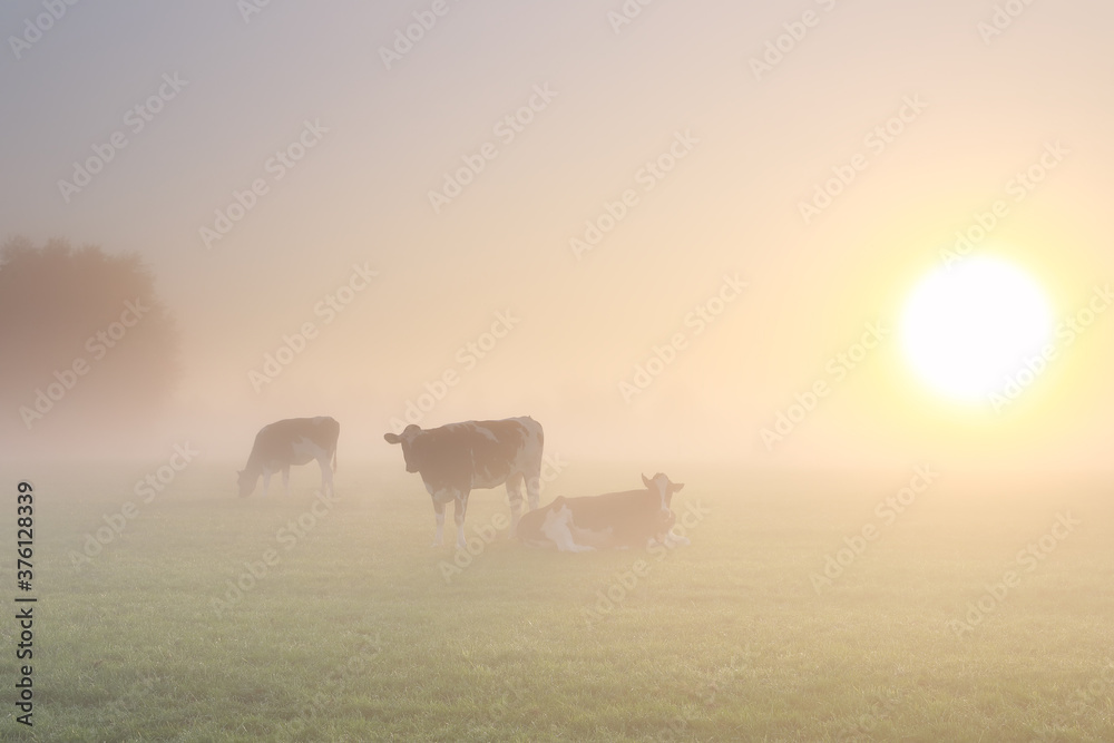 cows in dense fog on pasture at sunrise cows in dense fog on pasture at sunrise