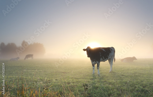 cows grazing on misty pasture at dawn
