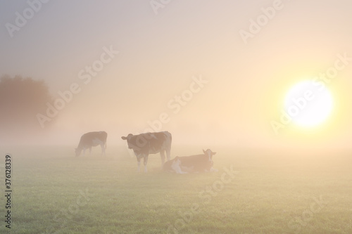 cows in dense fog on pasture at sunrise
