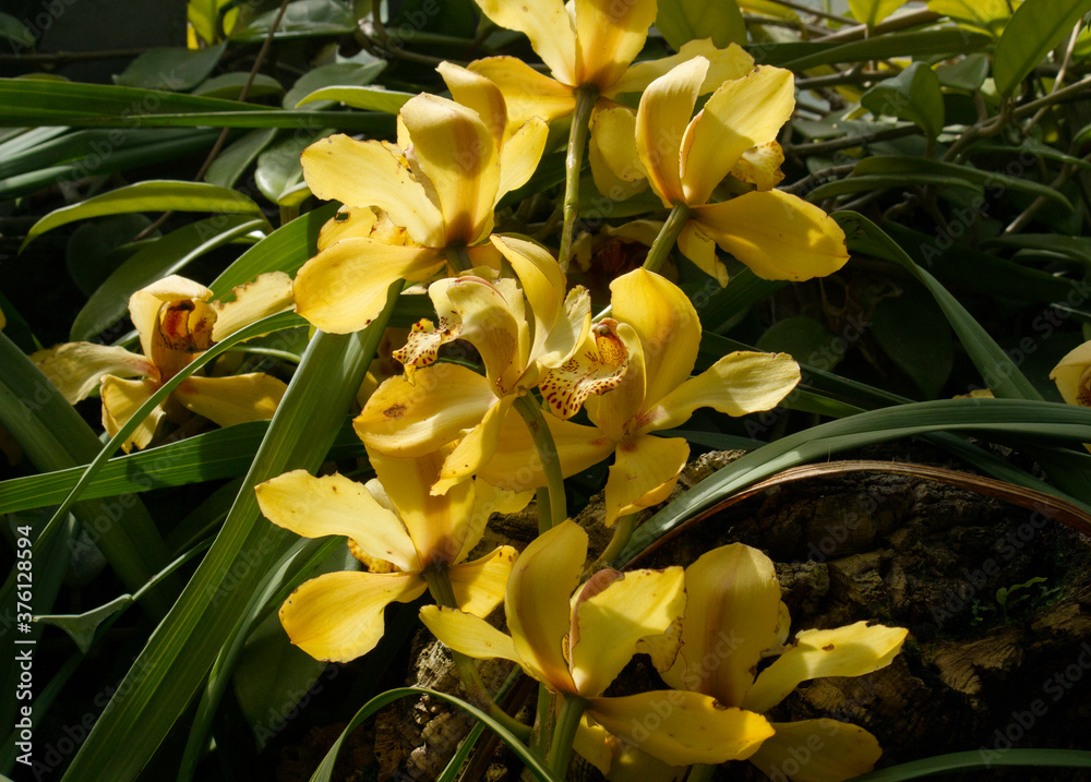 Fototapeta premium Tropical flora. Closeup view of beautiful orchid flowers of yellow petals blooming in the garden. 