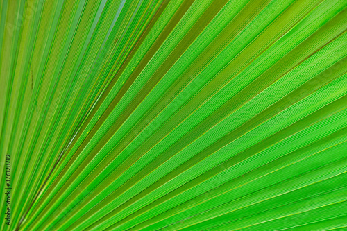 Close to a thick juicy leaf of an exotic plant in a greenhouse