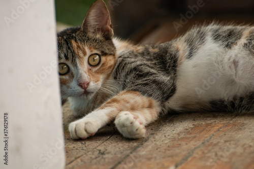 Naklejka kitten