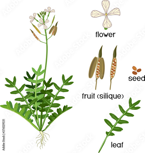 Parts of plant. Morphology of Garden rocket plant with green leaves, flowers and root system isolated on white background