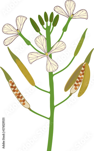 Inflorescence of garden rocket plant with flowers and fruits isolated on white background