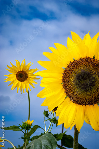 Half of a sunflower with a whole sunflower in the distance agaisnt a blue sky with clouds