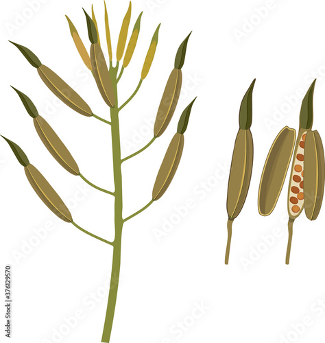 Inflorescence of garden rocket plant with fruits and seeds isolated on white background