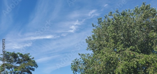 sky and clouds above the trees