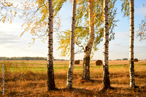 Autumn birch forest with yellow leaves and orange field.