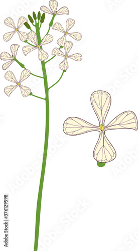 Inflorescence of garden rocket plant with flowers isolated on white background