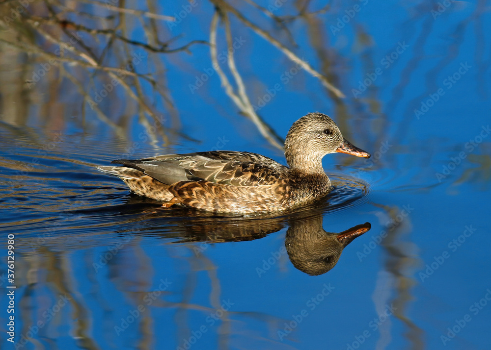 Fototapeta premium A closeup of a female Gadwall duck with a nice head reflection swimming in royal blue waters.