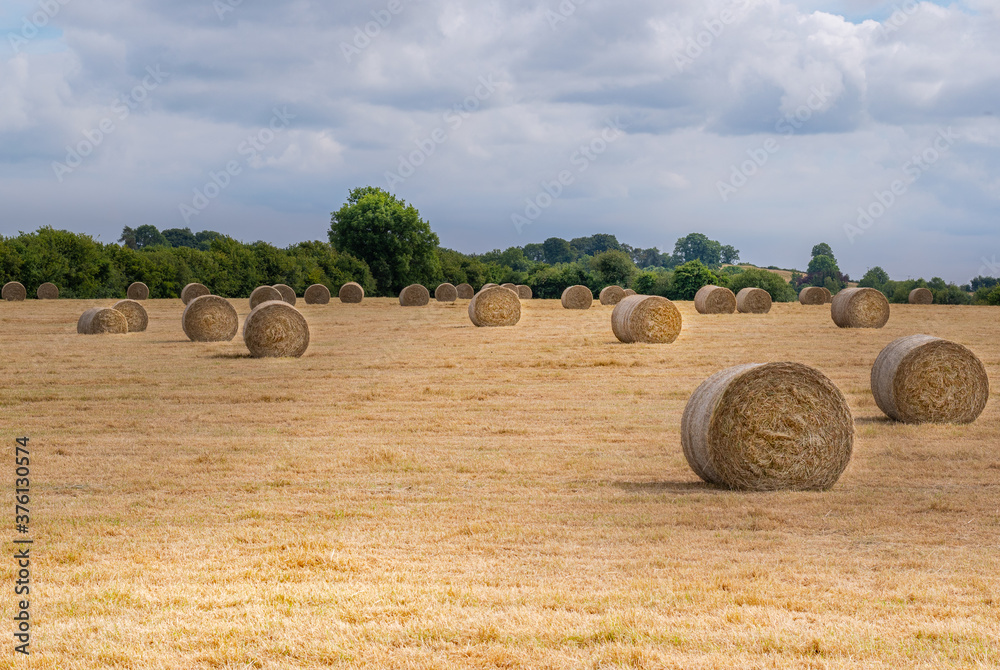 bales of straw on the field