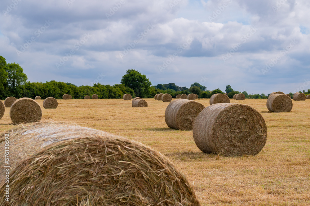 hay bales in the field