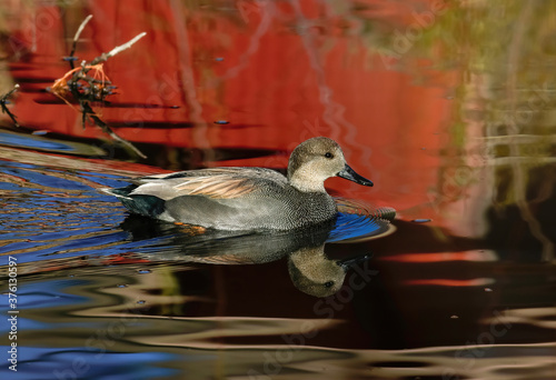 A beautiful Gadwall duck swims through colorful red water reflections from a nearby red building reflecting in the pond. photo