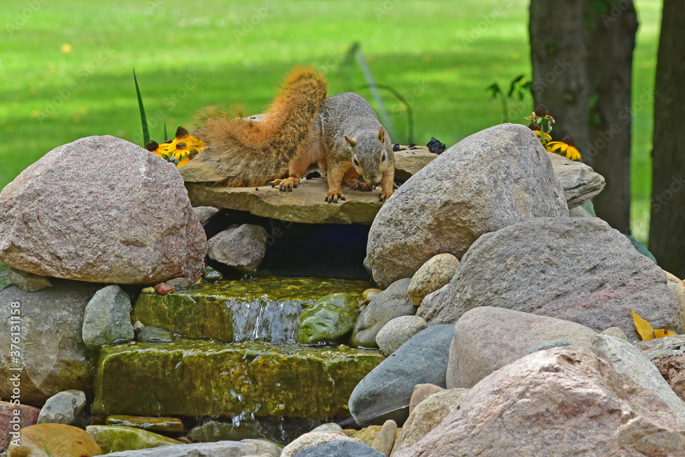 Fototapeta premium Squirrel testing out the waterfall of a backyard water feature project.
