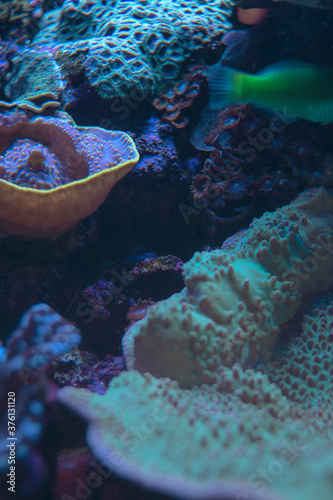life of a little fish livit in a coral