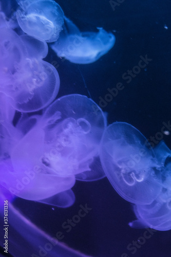 life of a jellyfish