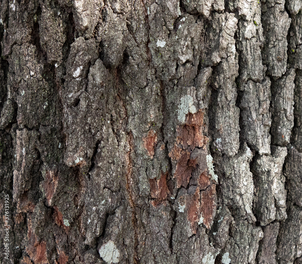 bark of a tree bark of a tree