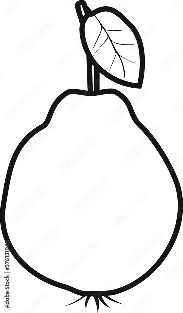Coloring page with ripe quince with leaf isolated on white background Coloring page with ripe quince with leaf isolated on white background