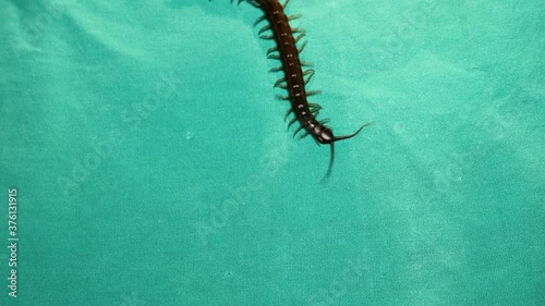 centipede
close up of centipede isolated on a green background.
closeup of centipede  
super macro centipede.
insect, insects, bug, bugs, animal, animals, wildlife, woods, forest, wild nature, garden