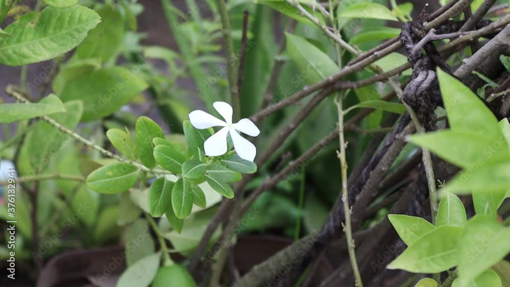 White Madagascar Periwinkle as a source of alkaloids used to treat diabetes, cancer, and other diseases. White Madagascar Periwinkle as a source of alkaloids used to treat diabetes, cancer, and other diseases.