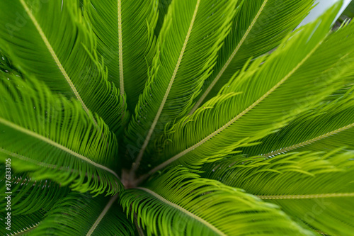 Green palm leaves pattern background  Natural background and wallpaper