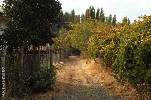 country road, vineyard, ruta de campo, camino con viñedos, chile