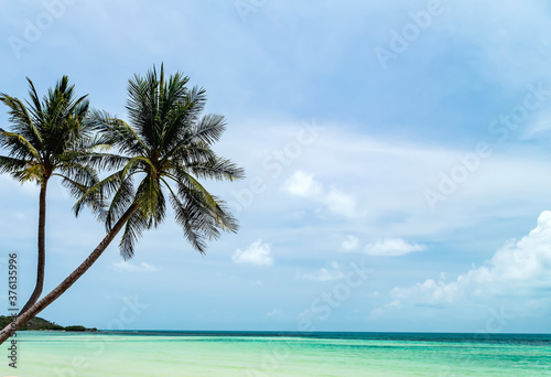 Tropical palm tree sun light blue sky