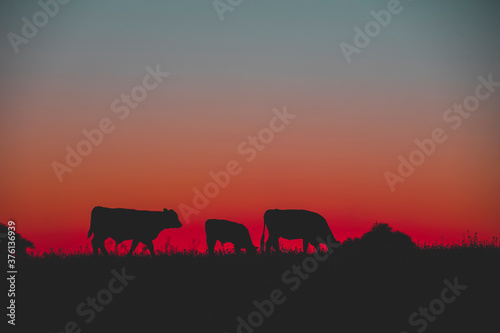 Cows grazing at sunset, Buenos Aires Province, Argentina.