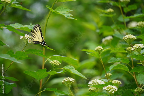 butterfly on a flower