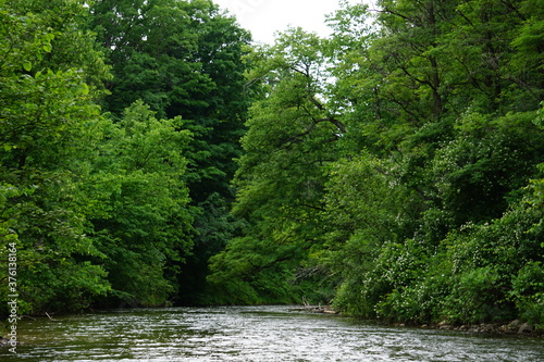 Pine River Scenic River, Wellston, Michigan