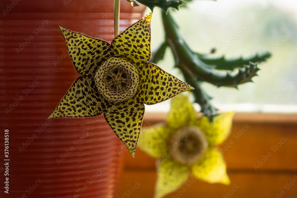 Carrion Flower Stapelia (gгiant cactus starfish plant, Orbea variegata flowers) at stone background. Kind of a leopard print. Selective focus.