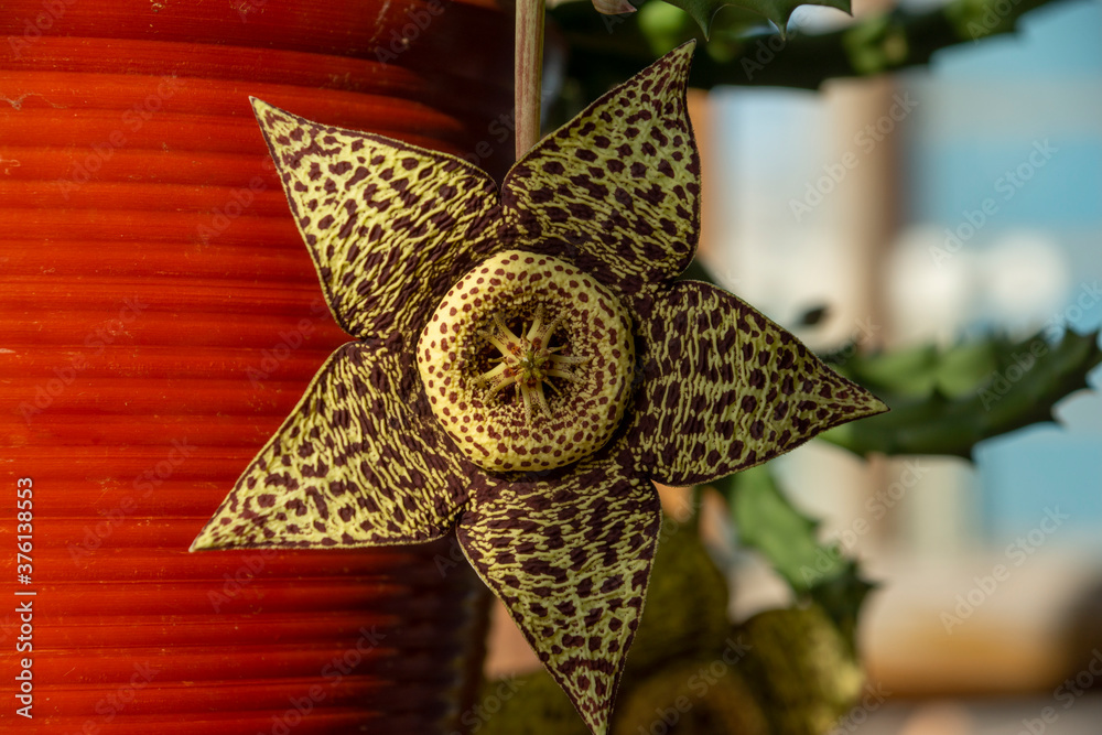 Carrion Flower Stapelia (gгiant cactus starfish plant, Orbea variegata flowers) at stone background. Kind of a leopard print. Selective focus.