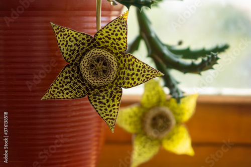 Obraz na płótnie Carrion Flower Stapelia (gгiant cactus starfish plant, Orbea variegata flowers) at stone background. Kind of a leopard print. Selective focus. w salonie