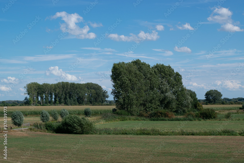 Trees in Dutch Polder landscape