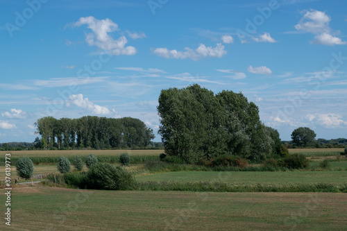 Trees in Dutch Polder landscape