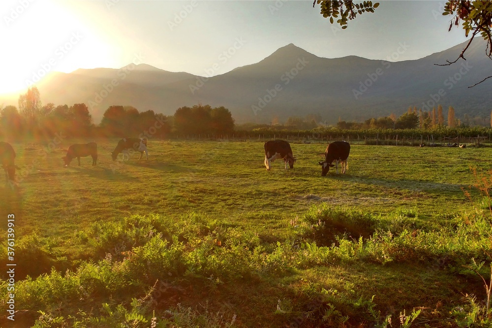 Fototapeta premium puesta de sol, vacas pastando en campo, lo miranda, doñihue, chile