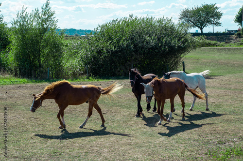 Group of horses in the Netherlands