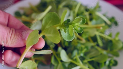 human health and purslane, purslane for breakfast,