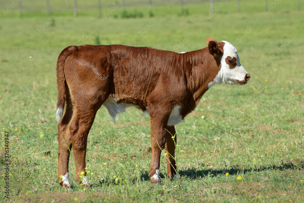Cow calf in Argentine countryside, Buenos Aires Province, Argentina. Cow calf in Argentine countryside, Buenos Aires Province, Argentina.