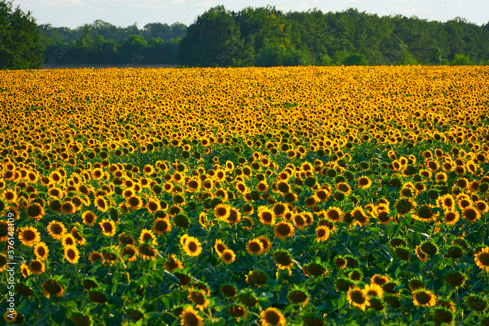 Fototapeta premium sunflower - bright field with yellow flowers, beautiful summer landscape