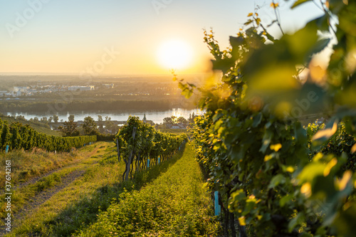 Photography Vineyard at Kahlenbergerdorf near Vienna at sunrise in Austria