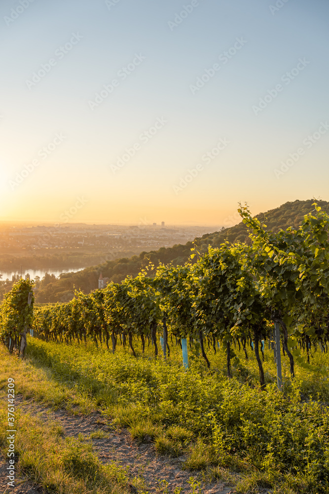 Vineyard at Kahlenbergerdorf near Vienna at sunrise in Austria