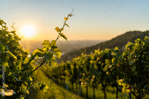 Photography Vineyard at Kahlenbergerdorf near Vienna at sunrise in Austria