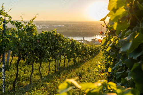 Vineyard at Kahlenbergerdorf near Vienna at sunrise in Austria photo