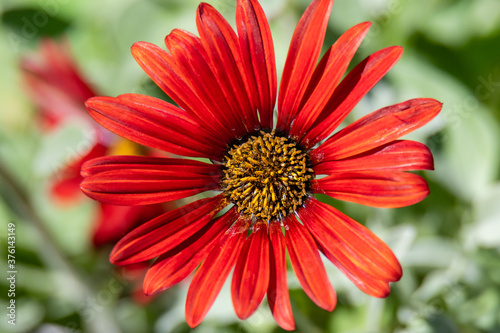 Beautiful Arctotis Hybrid Red Magic Flower