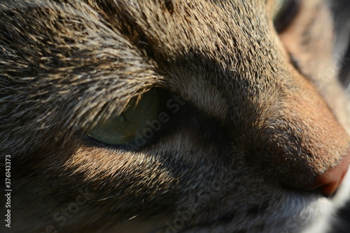 A gray cat looks into the distance close-up. Macro