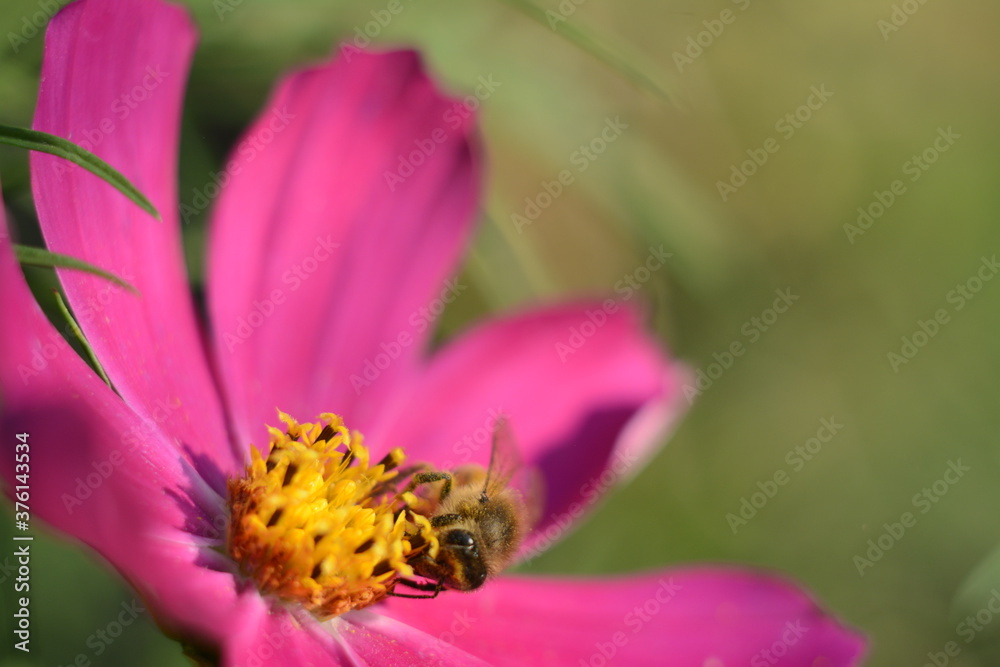 Bee collects nectar from pink cosmos flower Bee collects nectar from pink cosmos flower