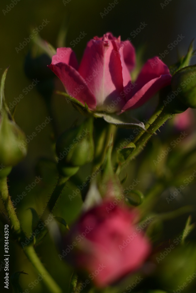 Obraz premium Beautiful pink roses in the garden